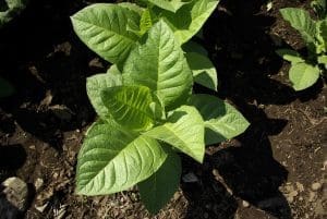 Potted tobacco plant
