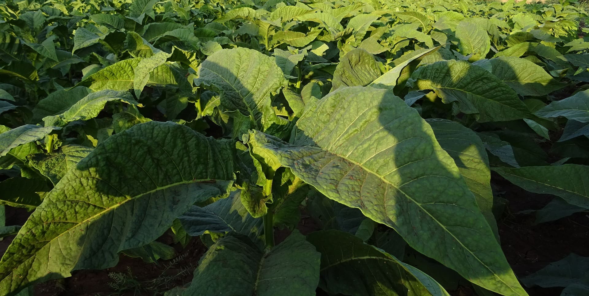 tobacco plant