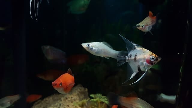 aquarium 1373112 640 - Why Betta Fish Make Great Pets
