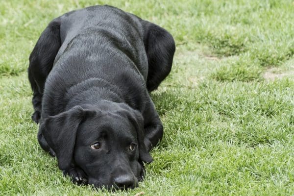 Labrador retriever e1524737365826 - 6 Dog Breeds Single Guys Love