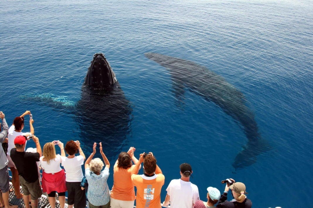Why Australia is the Best Place in the World to go Whale Watching - The