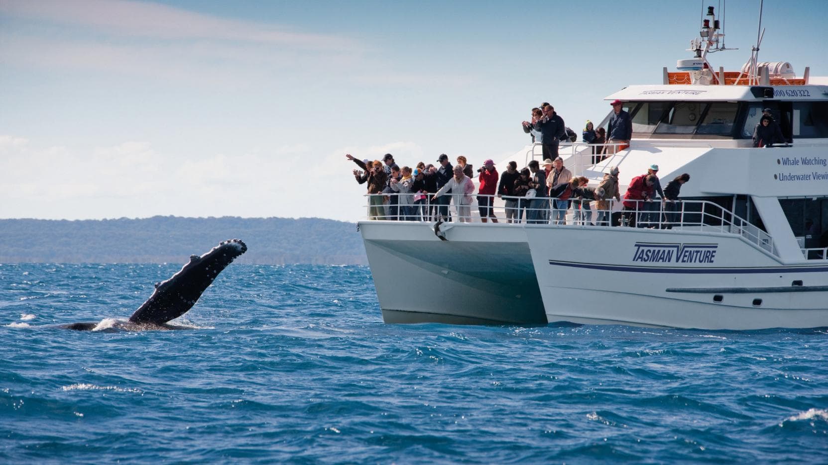 whale watching in Australia