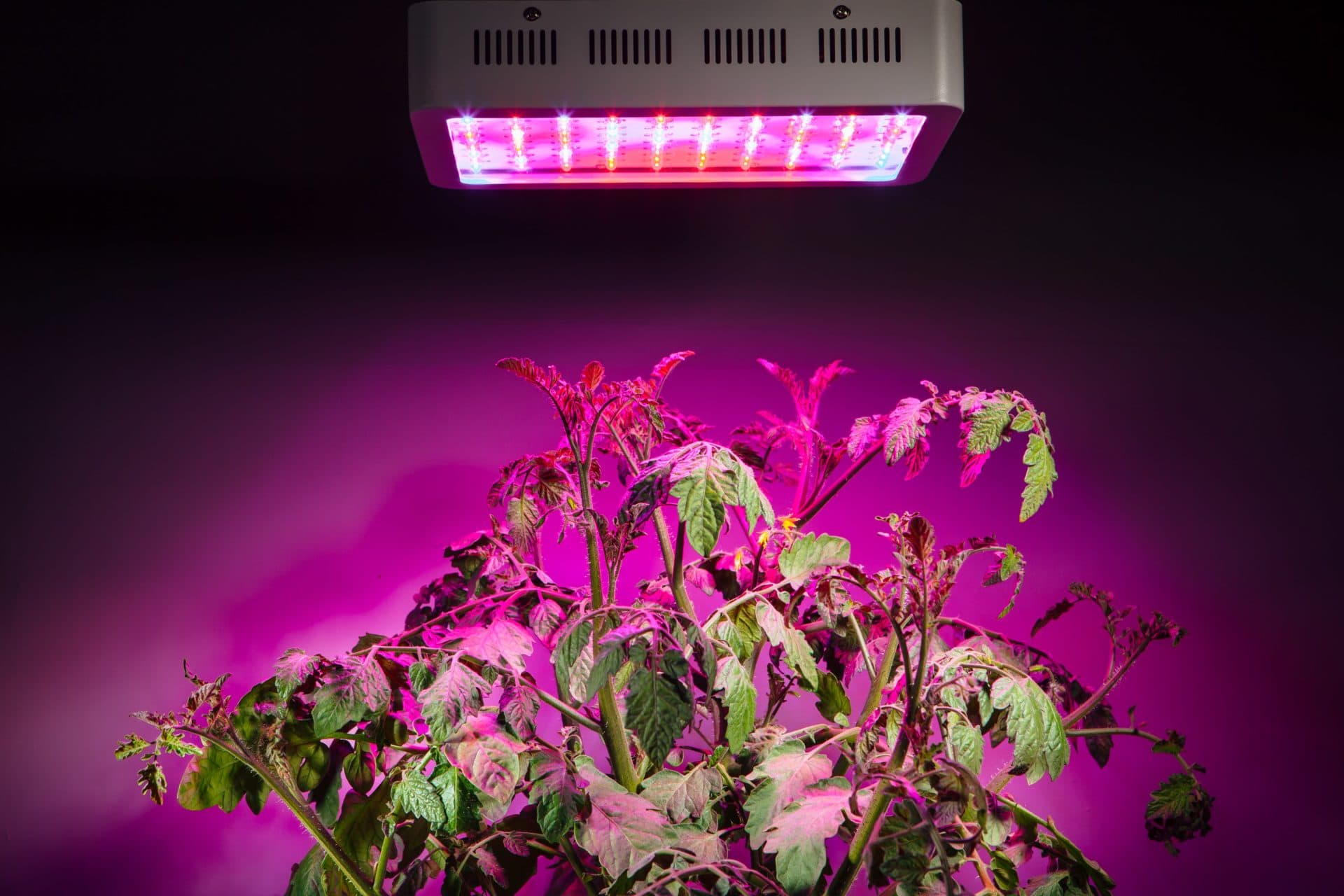 Benefits of LED Grow Light on Plants and The World The Aspiring Gentleman