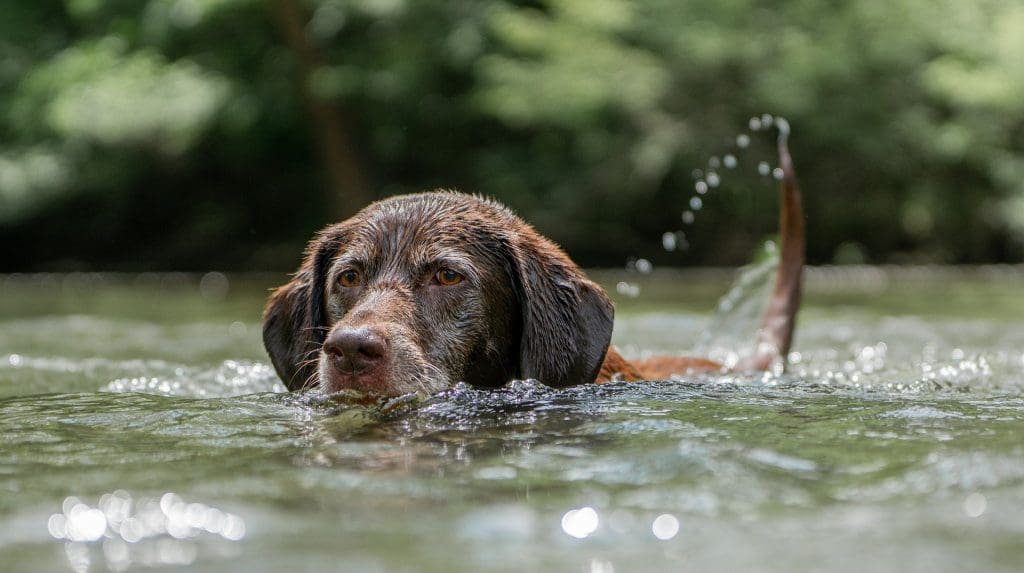 Dog swimming 1024x573 - Joint Pain In Animals - How CBD Oil can Help