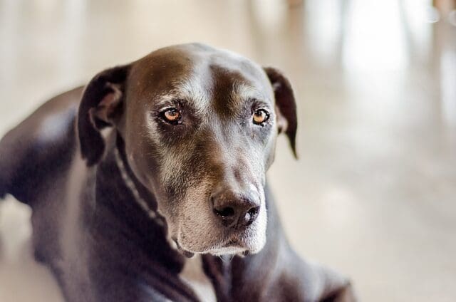 Health Issues to Look for When You Have an Older Dog