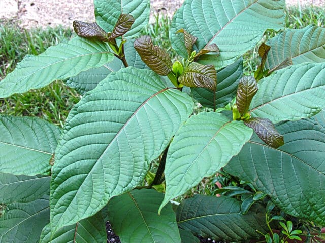 What's the average cost of buying Kratom online?