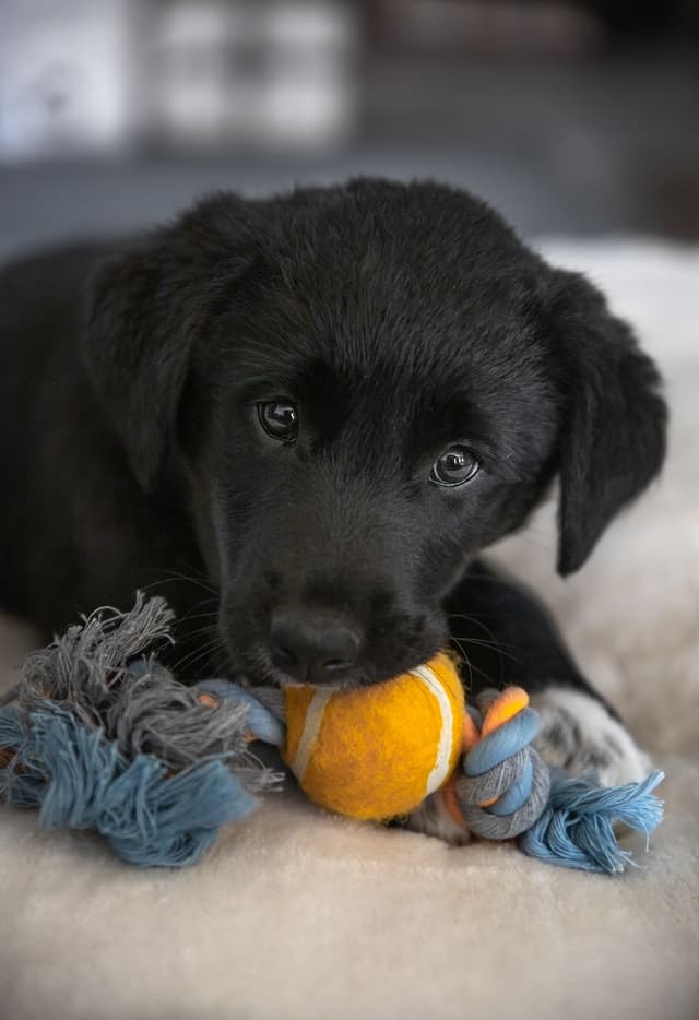 jusdevoyage JdgI7j3vgM unsplash - Where To Buy Labrador Puppies?