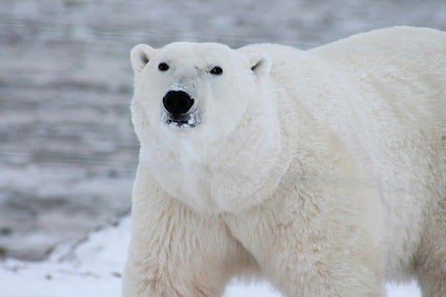 polar bear 404314 640 - Canada Experience: Spot A Polar Bear or Have Dinner in Toronto