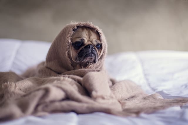 8 Tips for Caring for a Sick Dog