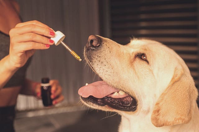 The Benefits Of CBD: What Every Fur-Parent Should Know