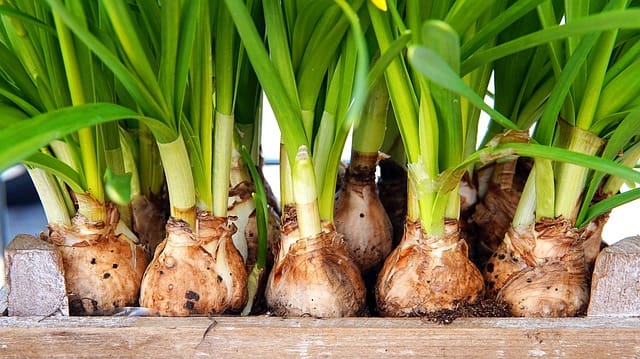 How Long Can Flower Bulbs Be Stored?