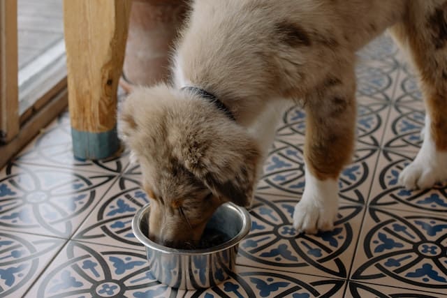 Everything You Need to Know About Fresh Dog Food