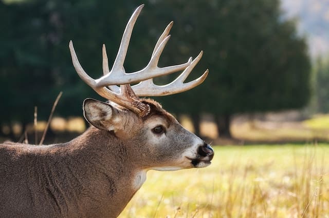 Understanding Animal Behavior for Successful Bow Hunting