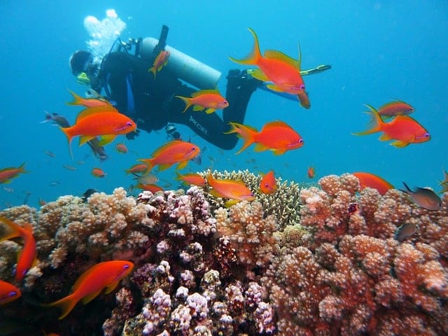 Planning Your Islands Dive Trip