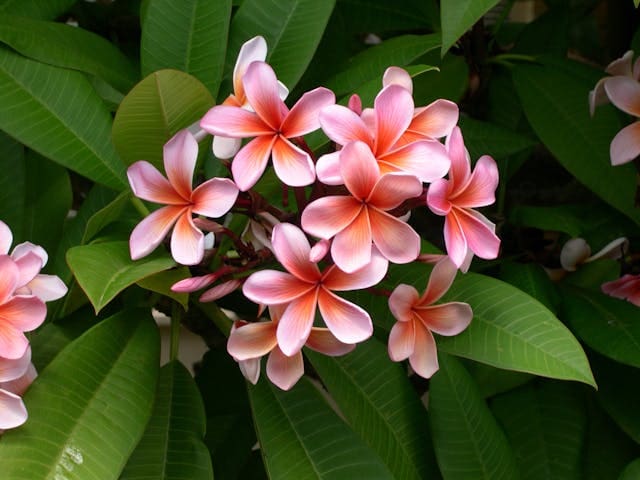 Frangipani
