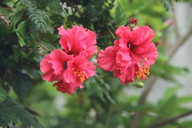 Hibiscus