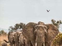 Giant Animals: Exploring Earth’s Largest Species Giant Animals