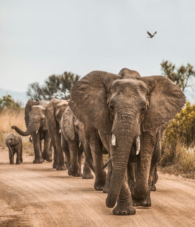 Giant Animals Giant Animals